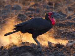 Southern ground hornbill in Kruger National Park, South Africa