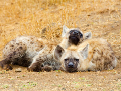 Spotted hyena in South Africa