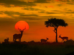 Sunset with impala silhouette in South Africa