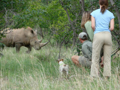Rhino in South Africa.