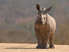 Southern white rhino in South Africa