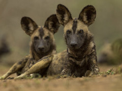Pair of African wild dogs