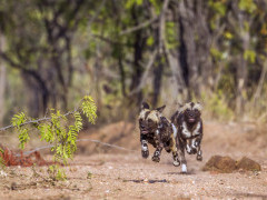 African wild dog in South Africa