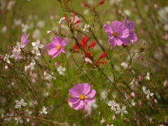 Wildflowers in the Drakensberg, South Africa