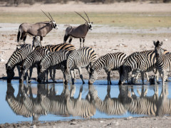 Zebra and oryx in Kalahari Private Reserve, South Africa