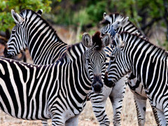 Zebra in Kruger National Park, South Africa