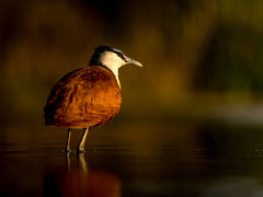 African jacana at Zimanga Private Game Reserve in South Africa.