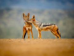 Black-backed jackal at Zimanga Private Game Reserve in South Africa.