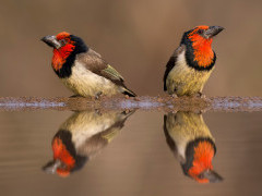 Black-collared barbets at Zimanga Private Game Reserve, South Africa.