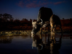 Buffalo at Zimanga Private Game Reserve in South Africa.
