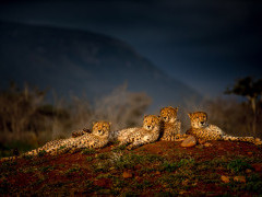 Cheetah at Zimanga Private Game Reserve in South Africa.