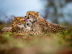Cheetah at Zimanga Private Game Reserve in South Africa.