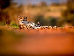 Cheetah at Zimanga Private Game Reserve in South Africa.