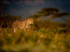 Cheetah at Zimanga Private Game Reserve in South Africa.