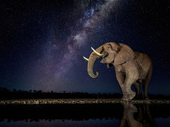 Elephant at night in Zimanga Private Game Reserve in South Africa.