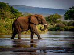 Elephant at Zimanga Private Game Reserve in South Africa.