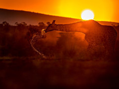 Giraffe at Zimanga Private Game Reserve in South Africa.