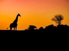 Giraffe at Zimanga Private Game Reserve in South Africa.