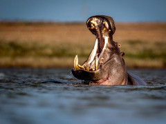 Hippo at Zimanga Private Game Reserve in South Africa.
