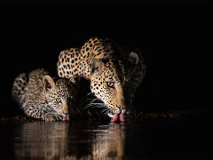 Leopard and cub at Zimanga Private Game Reserve, South Africa.