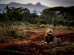 Lion at Zimanga Private Game Reserve in South Africa.