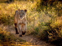 Lioness at Zimanga Private Game Reserve in South Africa.