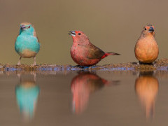 Male blue waxbill and male and female Jameson's firefinch at Zimanga Private Game Reserve, South Africa.