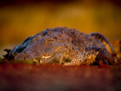 Nile crocodile at Zimanga Private Game Reserve in South Africa.