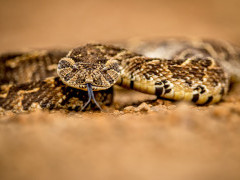 Puff adder at Zimanga Private Game Reserve in South Africa.