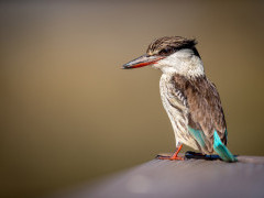 Striped kingfisher at Zimanga Private Game Reserve in South Africa.