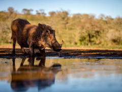 Warthog at Zimanga Private Game Reserve in South Africa.