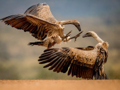 White-backed vulture at Zimanga Private Game Reserve in South Africa.