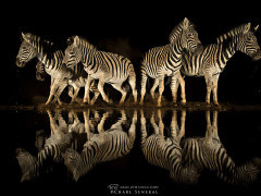 Zebra at Zimanga Private Game Reserve, South Africa.