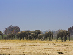 Elephants in Hwange National Park, Zimbabwe.