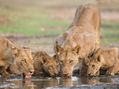 Lions at a waterhole in Namibia