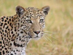 Leopard in Moremi Game Reserve, Botswana.