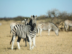 Zebra in Makgadikgadi Pans, Botswana.