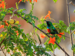 Sunbird