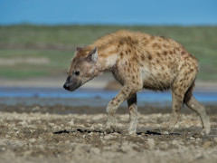 Adult spotted hyena near Ndutu, Ngorongoro Conservation Area in Tanzania.