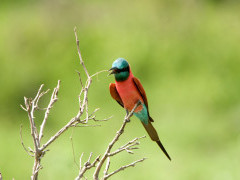 Northern carmine bee-eater in Selous Game Reserve, southern Tanzania