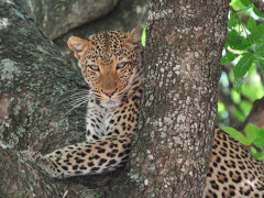 Leopard in Selous Game Reserve, southern Tanzania