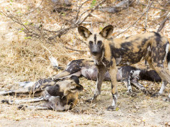 Wild dogs in Selous Game Reserve, southern Tanzania