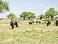 African elephants in Tarangire National Park, Tanzania