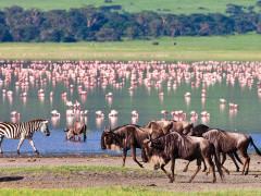 Flamingo, wildebeest and zebra at Ngorongoro crater, Tanzania
