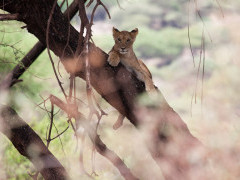 Lion cub in Manyara, Tanzania