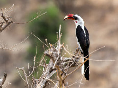 Von der decken hornbill in Tarangire National Park, Tanzania