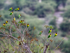 Yellow-collared lovebird in Tarangire National Park, Tanzania