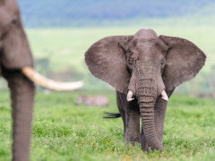 Bull African elephant in Tanzania.