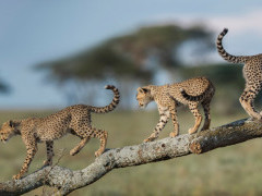 Cheetah cubs in Ngorongoro in Tanzania.