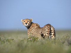 Cheetah in Tanzania.